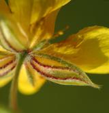 devaterník velkokvětý <i>(Helianthemum grandiflorum)</i>