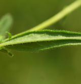 devaterník velkokvětý <i>(Helianthemum grandiflorum)</i> / List