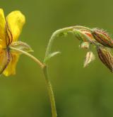 devaterník velkokvětý <i>(Helianthemum grandiflorum)</i> / Květ/Květenství