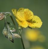 devaterník velkokvětý <i>(Helianthemum grandiflorum)</i>