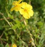 devaterník velkokvětý <i>(Helianthemum grandiflorum)</i> / Květ/Květenství