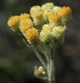 smil písečný <i>(Helichrysum arenarium)</i> / Květ/Květenství