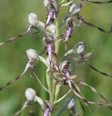 jazýček jadranský <i>(Himantoglossum adriaticum)</i> / Květ/Květenství
