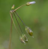plevel okoličnatý <i>(Holosteum umbellatum)</i> / Plod