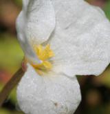 voďanka žabí <i>(Hydrocharis morsus-ranae)</i> / Květ/Květenství