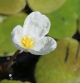 voďanka žabí <i>(Hydrocharis morsus-ranae)</i> / Květ/Květenství