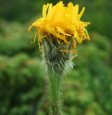prasetník jednoúborný <i>(Hypochaeris uniflora)</i> / Květ/Květenství