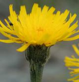 prasetník jednoúborný <i>(Hypochaeris uniflora)</i> / Květ/Květenství