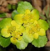 mokrýš střídavolistý <i>(Chrysosplenium alternifolium)</i> / Květ/Květenství