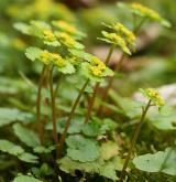 mokrýš střídavolistý <i>(Chrysosplenium alternifolium)</i> / Habitus
