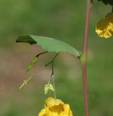 netýkavka nedůtklivá <i>(Impatiens noli-tangere)</i>