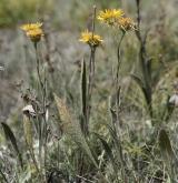 oman oko Kristovo <i>(Inula oculus-christi)</i>