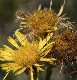 oman oko Kristovo <i>(Inula oculus-christi)</i>