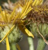 oman oko Kristovo <i>(Inula oculus-christi)</i>