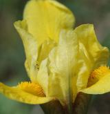 kosatec skalní <i>(Iris humilis)</i> / Květ/Květenství