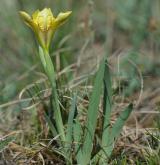 kosatec skalní <i>(Iris humilis)</i> / Habitus