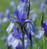 kosatec sibiřský <i>(Iris sibirica)</i> / Květ/Květenství