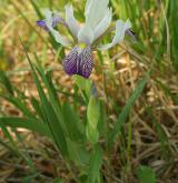 kosatec různobarvý <i>(Iris variegata)</i> / Habitus