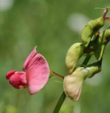 hrachor lesní <i>(Lathyrus sylvestris)</i> / Květ/Květenství