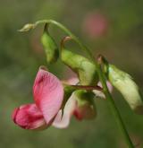 hrachor lesní <i>(Lathyrus sylvestris)</i> / Květ/Květenství