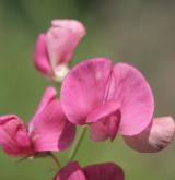 hrachor hlíznatý <i>(Lathyrus tuberosus)</i> / Květ/Květenství