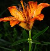 lilie cibulkonosná <i>(Lilium bulbiferum)</i> / Květ/Květenství