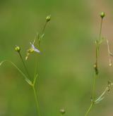 len počistivý <i>(Linum catharticum)</i> / Květ/Květenství