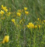 len žlutý <i>(Linum flavum)</i>