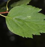 hloh altajský <i>(Crataegus altaica)</i> / List