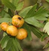 hloh středomořský <i>(Crataegus azarolus)</i> / Plod