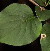 šeřík síťnatý <i>(Syringa reticulata)</i> / List