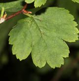 tavolník trojlaločný <i>(Spiraea trilobata)</i> / List