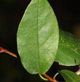 skalník obvejčitý <i>(Cotoneaster obovatus)</i> / List