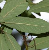skalník  <i>(Cotoneaster frigidus)</i> / List