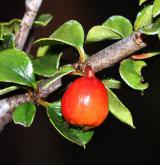 skalník Caveův <i>(Cotoneaster cavei)</i> / Plod