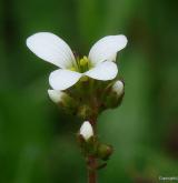 lomikámen zrnatý <i>(Saxifraga granulata)</i> / Květ/Květenství