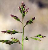 lipnice roční <i>(Poa annua)</i> / Květ/Květenství