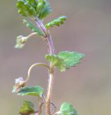 rozrazil perský <i>(Veronica persica)</i> / Habitus