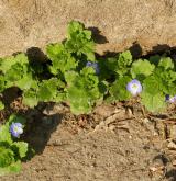 rozrazil perský <i>(Veronica persica)</i> / Habitus