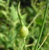 hořčice polní <i>(Sinapis arvensis)</i> / Plod