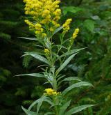 zlatobýl obrovský <i>(Solidago gigantea)</i> / Květ/Květenství