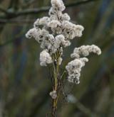 zlatobýl obrovský <i>(Solidago gigantea)</i>