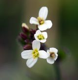 huseníček rolní <i>(Arabidopsis thaliana)</i> / Květ/Květenství