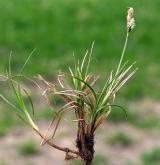 ostřice jarní <i>(Carex caryophyllea)</i> / Habitus