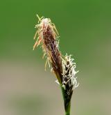 ostřice jarní <i>(Carex caryophyllea)</i> / Květ/Květenství