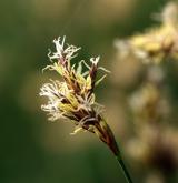 ostřice časná <i>(Carex praecox)</i> / Květ/Květenství