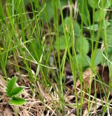 ostřice časná <i>(Carex praecox)</i> / Habitus