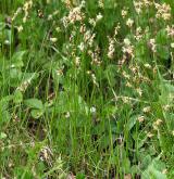 ostřice časná <i>(Carex praecox)</i> / Habitus