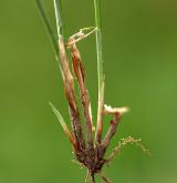 ostřice časná <i>(Carex praecox)</i> / Stonek