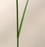 ostřice časná <i>(Carex praecox)</i> / List